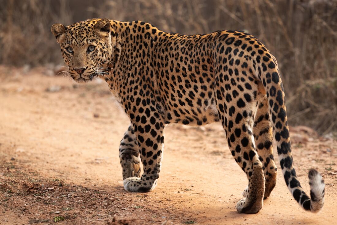 An Indian Leopard on the Jhalana Leopard Safari 