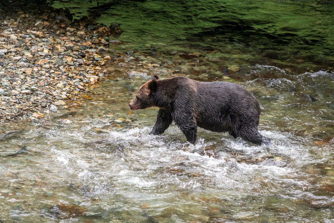 Grizzly bear hunting for salmon in Fish Creek, Alaska