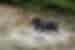 Grizzly bear hunting for salmon in Fish Creek, Alaska