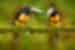 Two Collared Aracari birds sitting on a branch in Costa Rica
