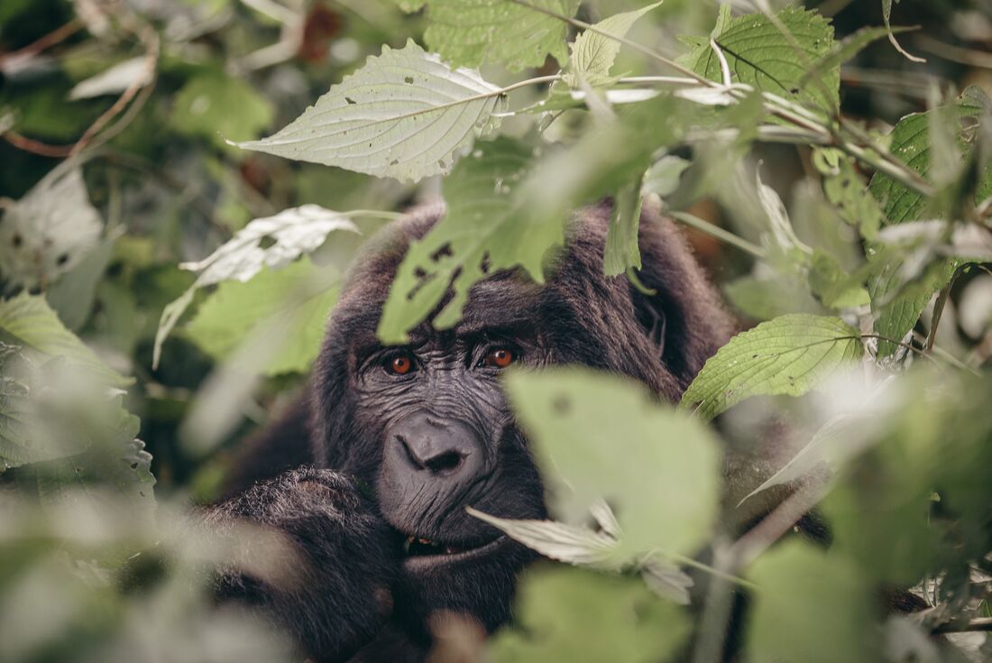 18 to 35s Epic East Africa: Gorillas, Chimps and Safaris