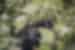 Gorilla in the Bwindi Impenetrable Forest, Uganda