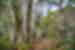 Intrepid travellers hike through hanging moss and trees of dense forests of Oaxaca in mexico