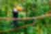 Toucan sitting on branch, Amazon Jungle, Peru