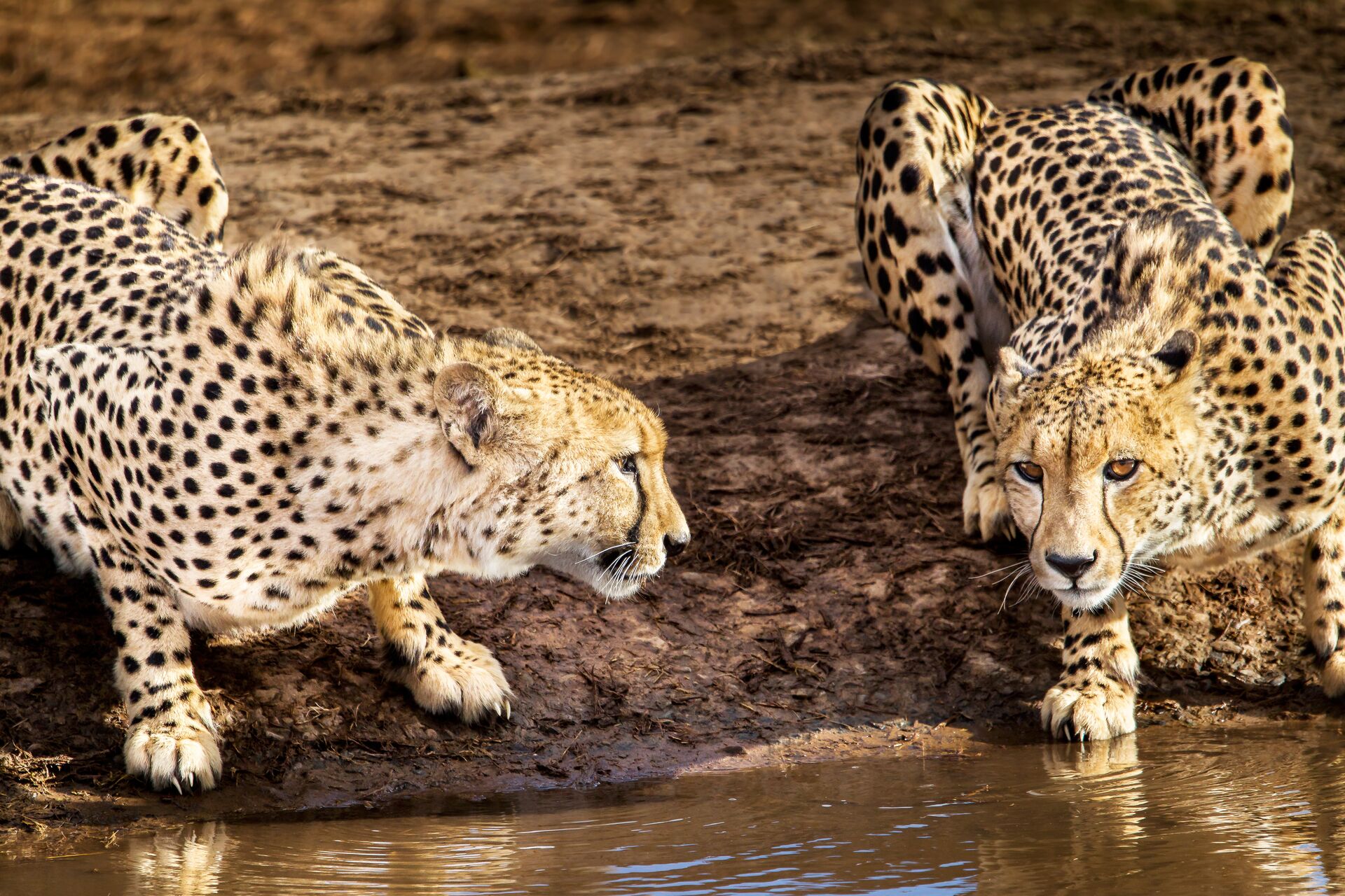 Cheetahs drink from a watering hole in Addo Elephant National Park