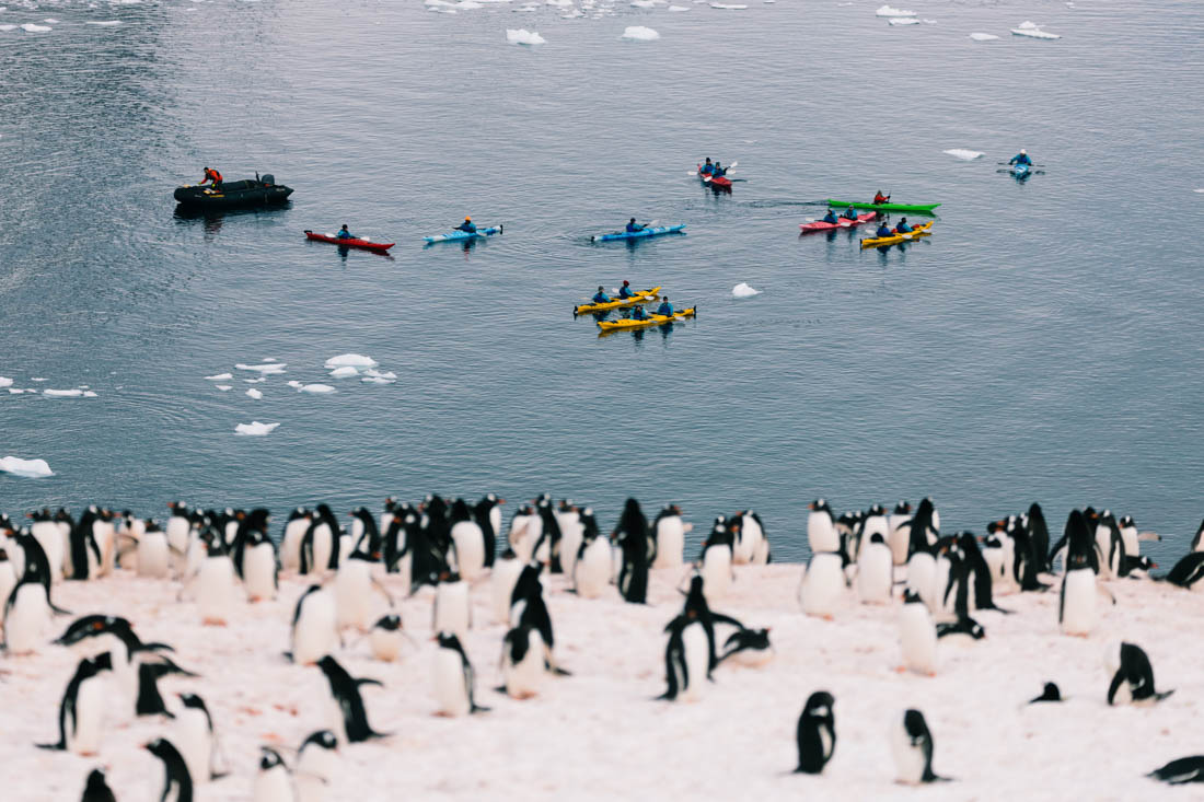 Antarctic Peninsula: The Classic Voyage (Ocean Albatros)