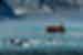 Penguins jump and swim in the ocean off Antarctica past a zodiac full of travellers