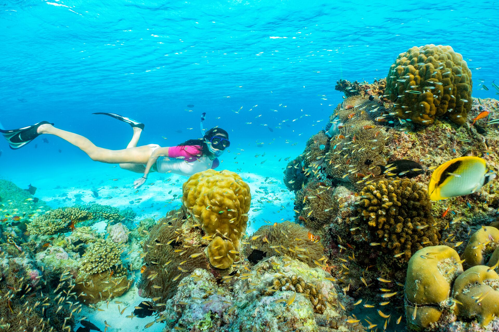 Snorkel among coral reefs