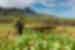 Vinales farmer plantation