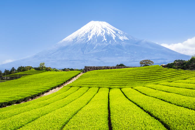 Peruvian Rising Sun Highlights of Japan Tour - 9 Days | Intrepid Travel AU