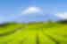 Mount Fuji seen beyond carefully arrayed green fields in the Japanese countryside