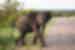 Elephant in Kruger National Park, South Africa