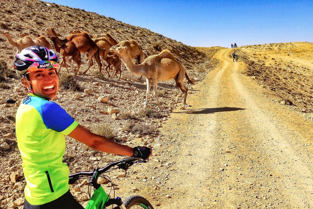 Cyclist stops on dirt road as group of camels walk by in Jordan