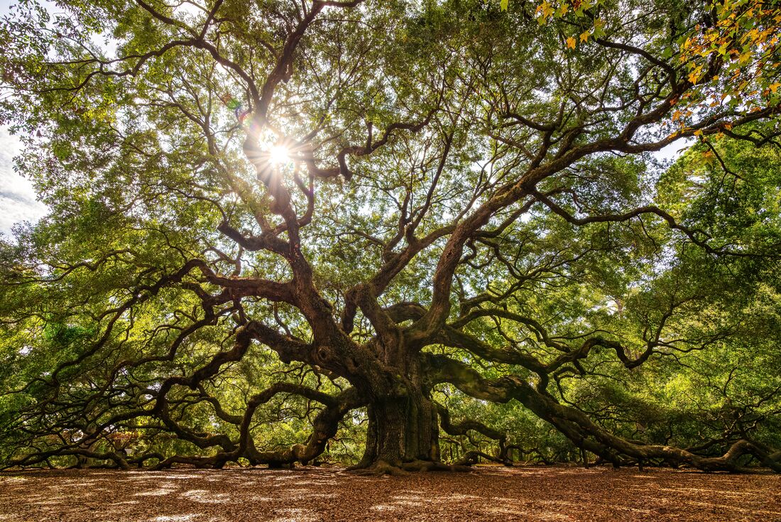 The Angel Oak of South Carolina