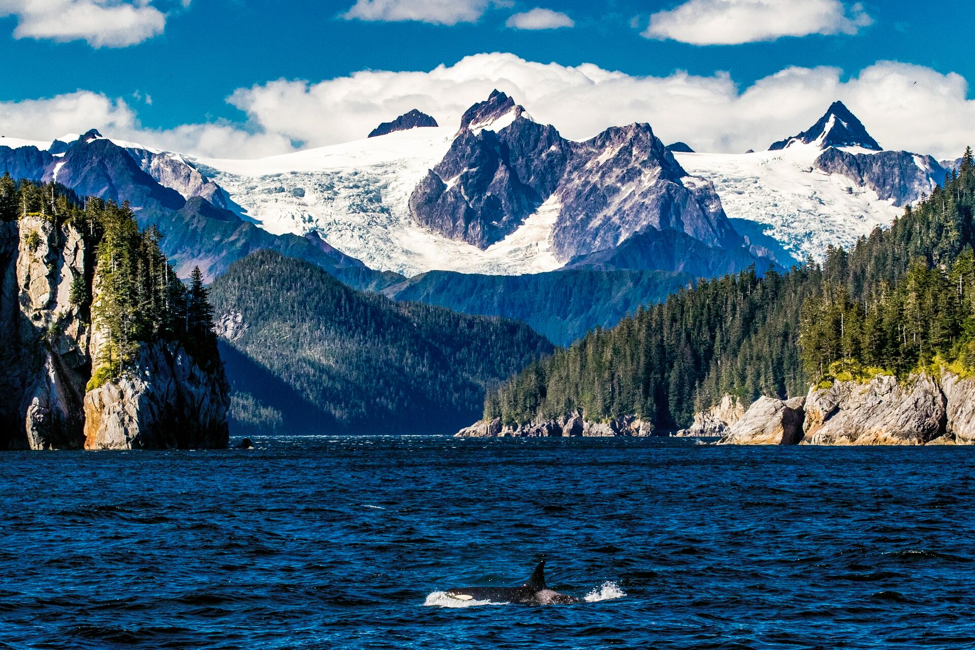 A wild orca surfaces in the waters of Kenai Fjords National Park, Alaska