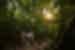Intrepid travellers and leader walking through the Amazon rainforest