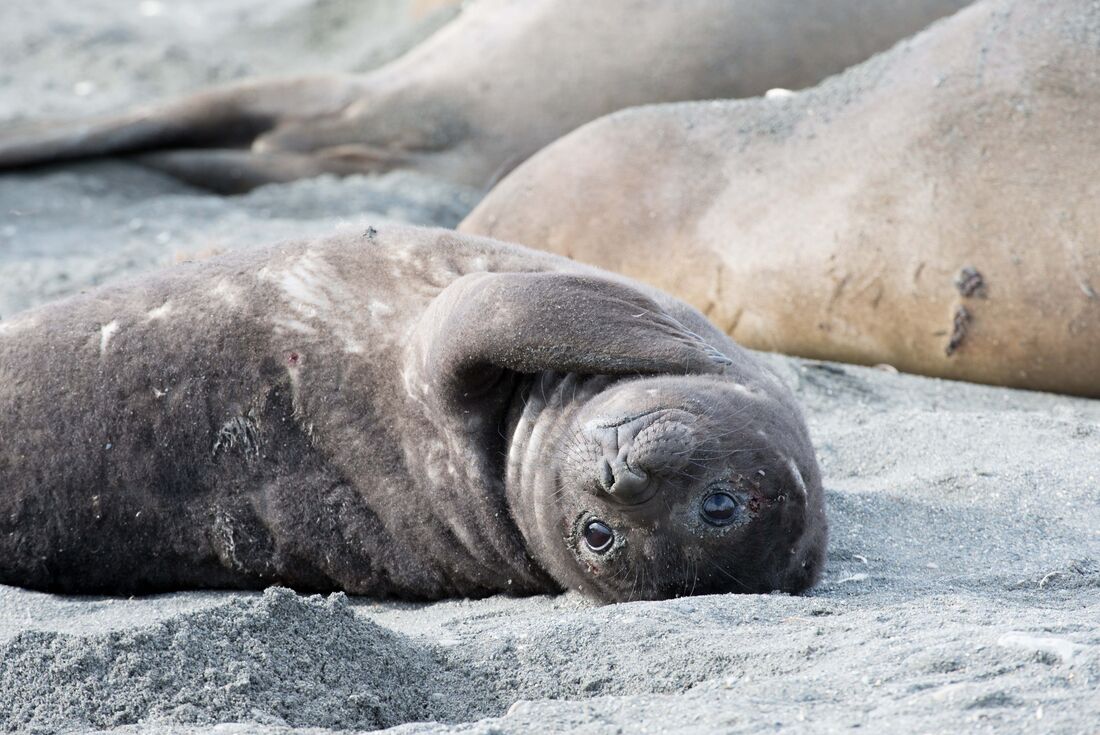 Elephant seal pup on Antarctic shores