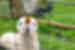 Close shot of a lamb being fed through a farm fence at Hanusarstova in Faroe Islands