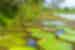 Giant lilypads in river, Amazon Jungle, Peru