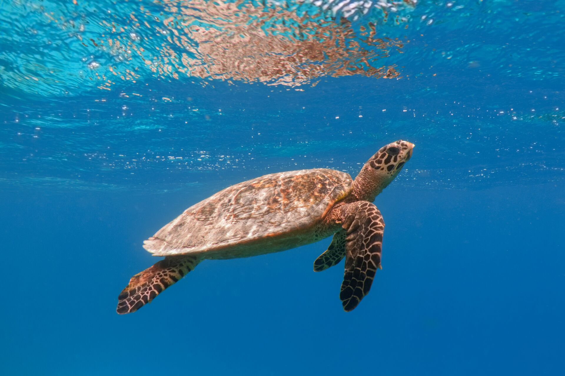 Snorkel with the beautiful hawksbill turtles off the Lambai Island in Taiwan