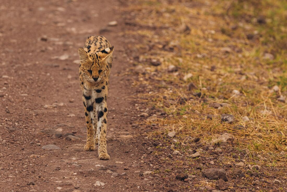Serval in the wilds of Ngorongoro Crater