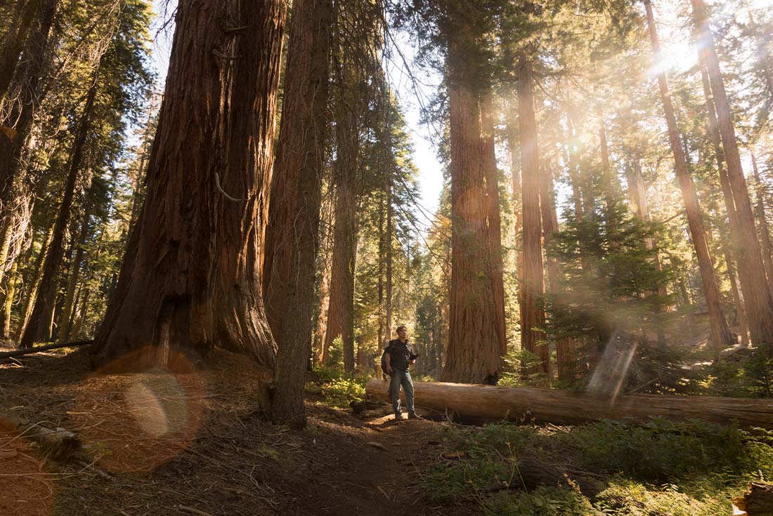 Traveller among the trees in Sequoia National Park at golden hour 
