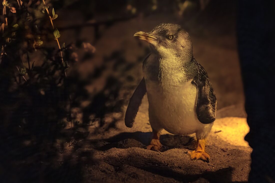 Little Penguin spotted at night on the coast of Kangaroo Island
