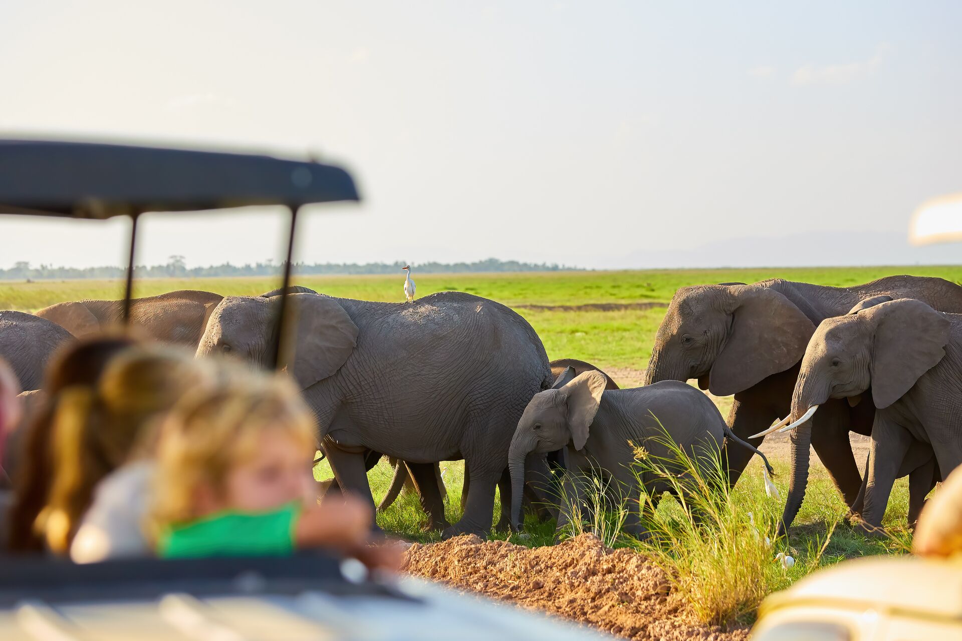 Stopping for an elephant herd in Amboseli National Park