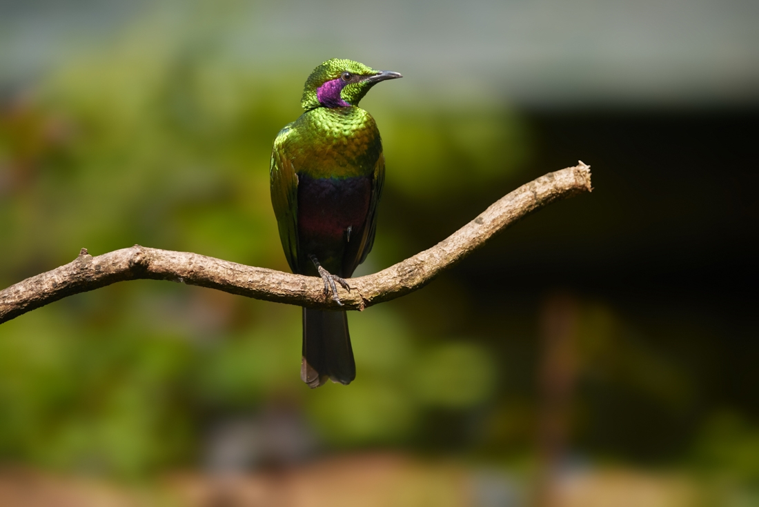 Emerald starling on Banana Islands in western Sierra Leone