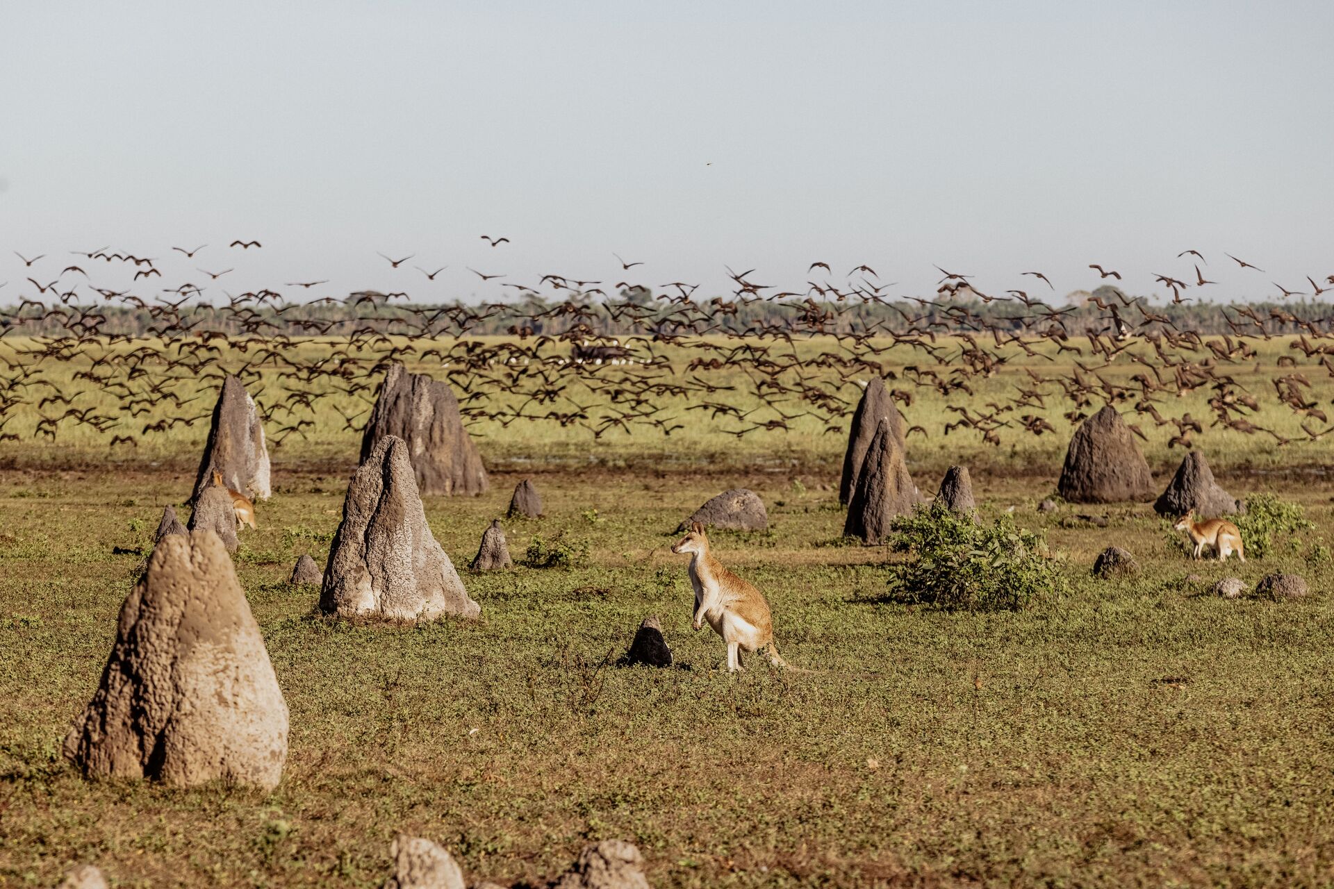 Explore the grounds and spot wallabies, wild birds, iconic termite mounds and wild brumbies
