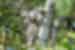 PVOS_new-south-wales_port-macquarie_koala-hospital