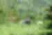 You'll have to trek through the mountain jungle to see the gorillas in their natural habitat