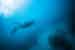 Traveller swimming with snorkelling gear far above a green sea turtle off Isla Isabela Galapagos