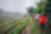 Travellers hiking through Sapa rice fields in northern Vietnam