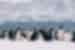A group of penguins in the snow in Antarctica