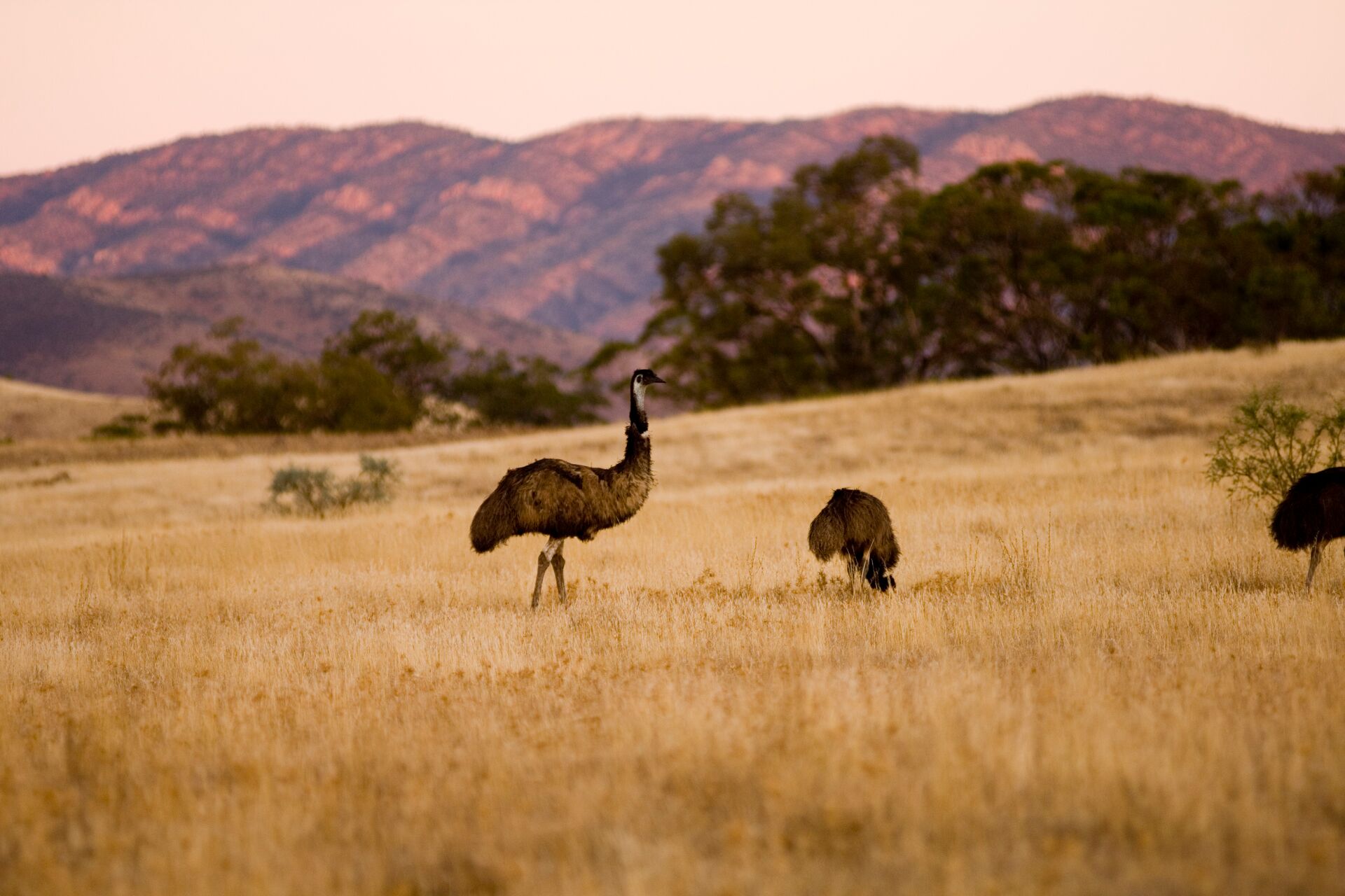 Wild emus roam the plains of the Arkaba in the Flinders Ranges