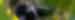 Mountain gorilla in a tree with sun on their face in the Bwindi forest, Nshongi, Uganda