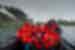 Travellers take a group shot on a zodiac ride off Melchior Islands in nothern Antarctica