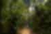 Intrepid travellers and leader walk down a densely green path in the Amazon