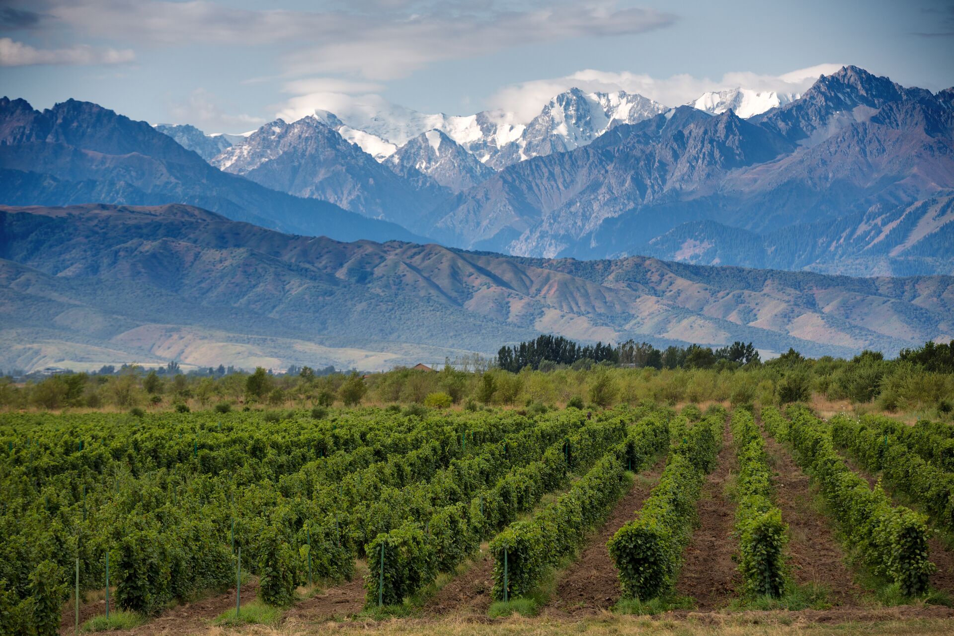 Tour wineries and taste Malbec at the source at Mendooza in the Andes of Argentina