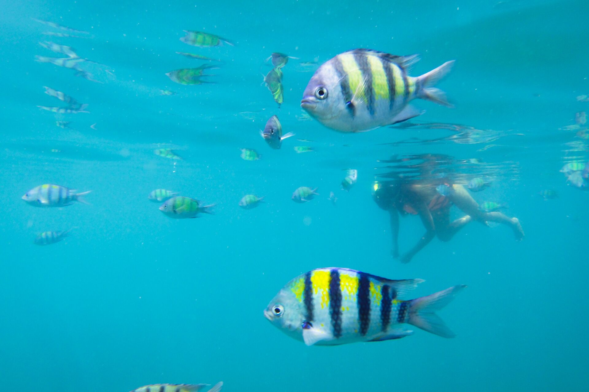 Swim with the fishes off the coast of Koh Ngai Island