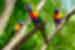 Australian Rainbow Lorikeet, native to Tambourine NP, Gold Coast Australia