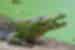Nile crocodile on a river bank covered in green patches of algae from Abuko Nature Reserve