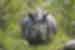 HNPN - Rhino spotting at Chitwan National park safari