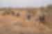 Elephant herd wanders through the Serengeti