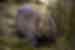 PUKT - Close up of a Wombat, Cradle Mountain, Tasmania
