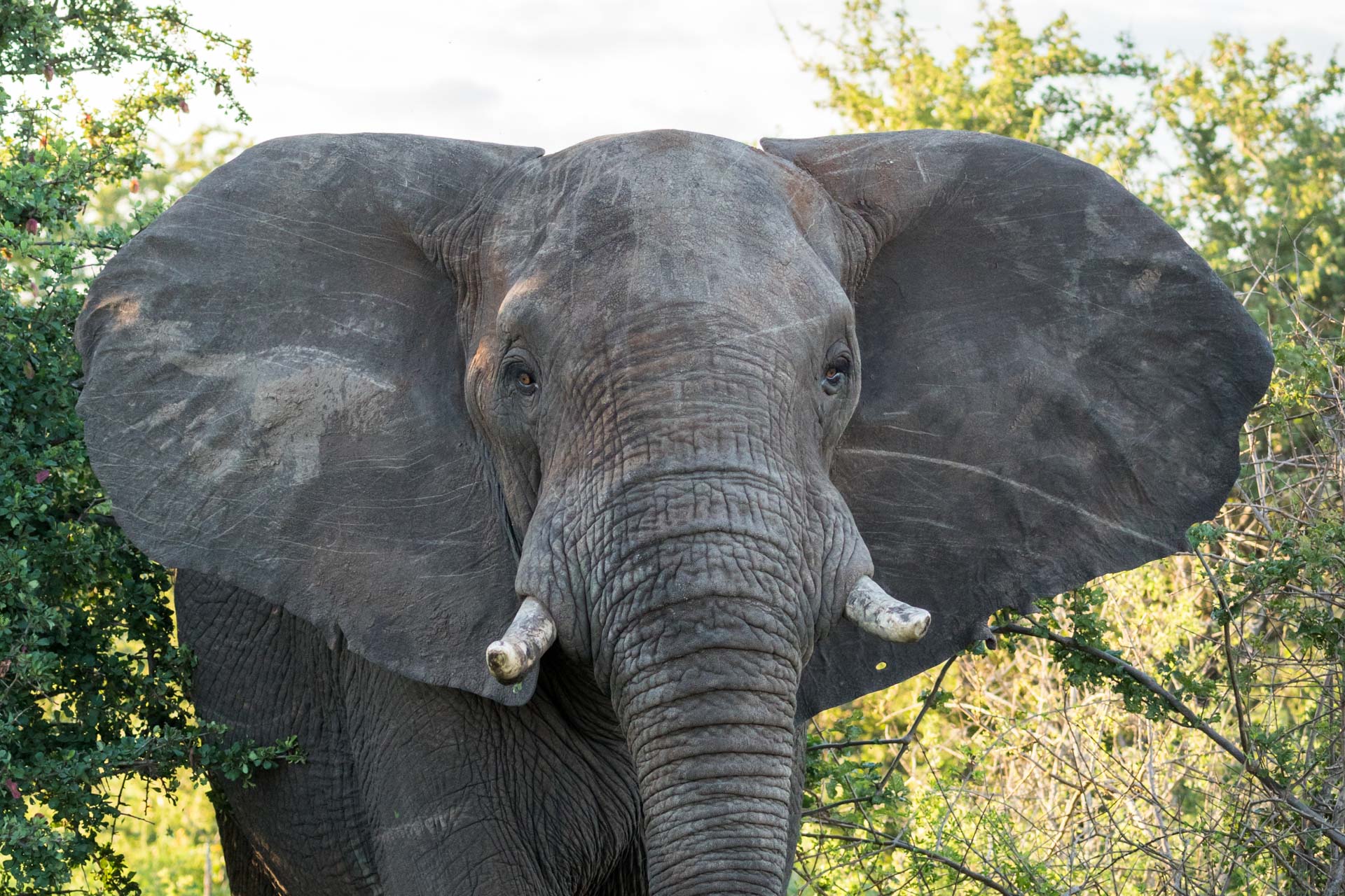 A young elephant emerges from the brush of Kruger National Park