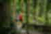 Traveller and leader laugh together while walking through dense rainforest on a raised boardwalk in Cape Tribulation