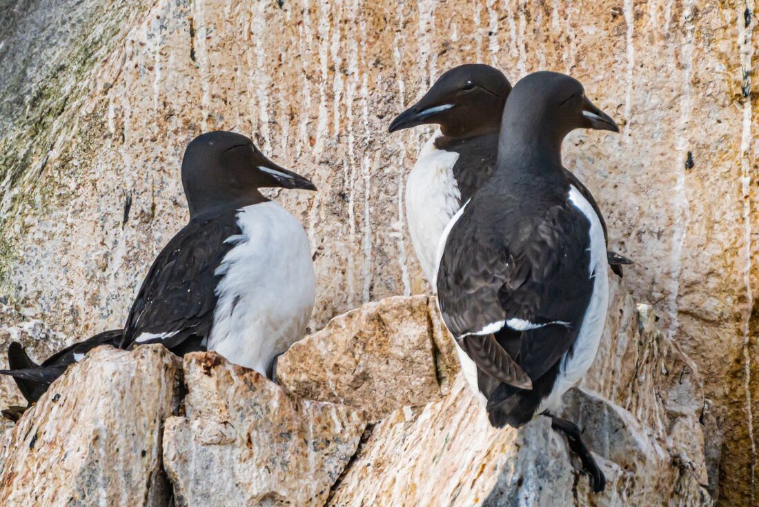 Brunnichs Guillemots on the cliffs of Svalbard