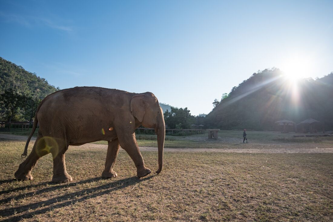 Elephant in a field in Chiang Mai, Thailand